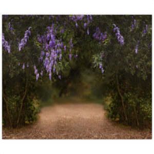 Fundo Fotografico Lavanda